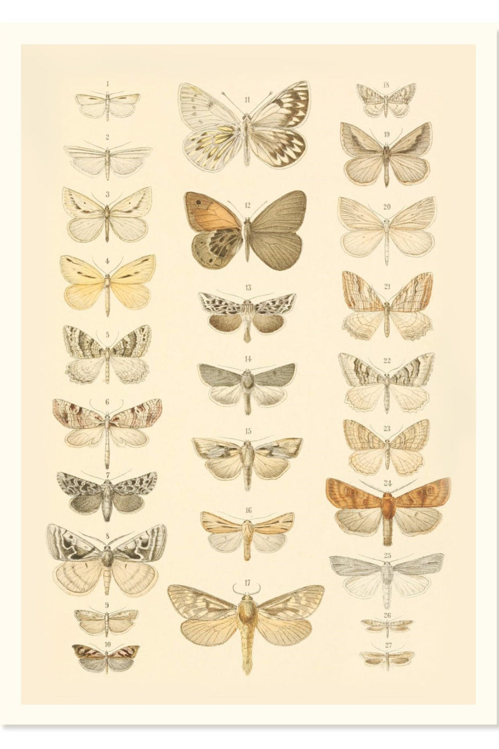 The Vintage Butterfly Library Art Print (Gold Frame)